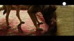 فیلم «مکس» سگ آموزش دیده ارتش در جنگ افغانستان