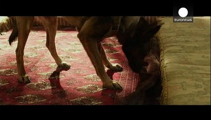 فیلم «مکس» سگ آموزش دیده ارتش در جنگ افغانستان