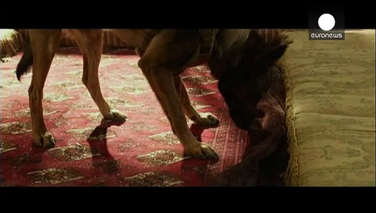 'Max' - Krieg aus der Hundeperspektive