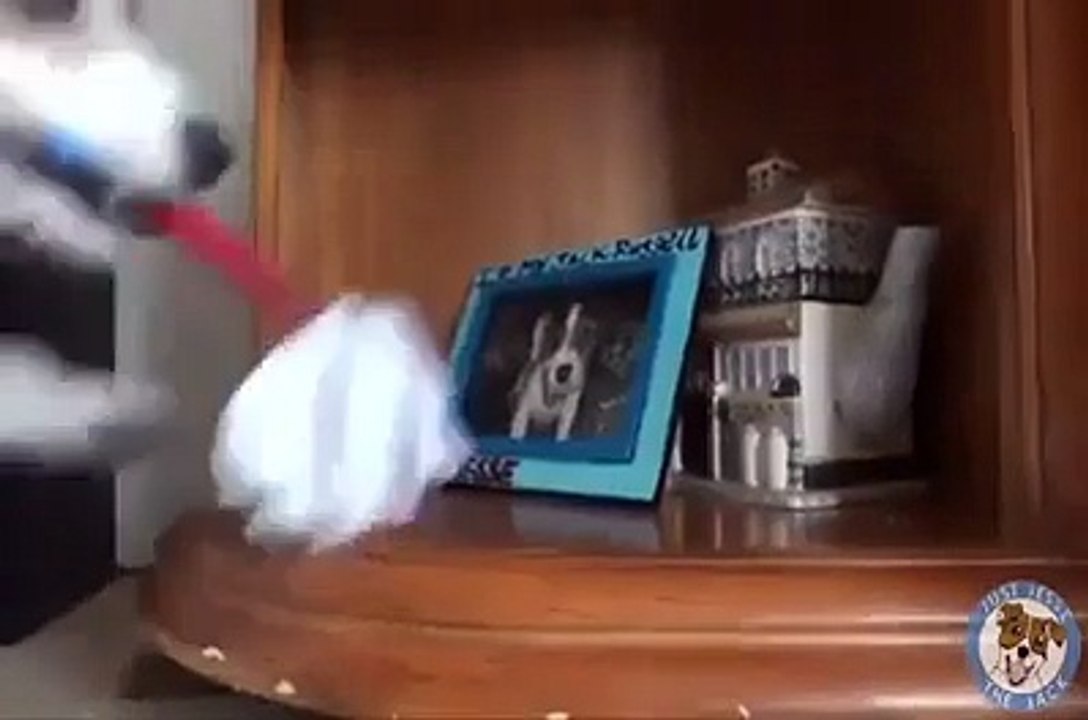 working dog