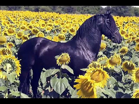 CABALLO FRISON friesian horse fries paard