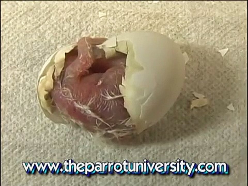 Parrot egg hatching video Dailymotion