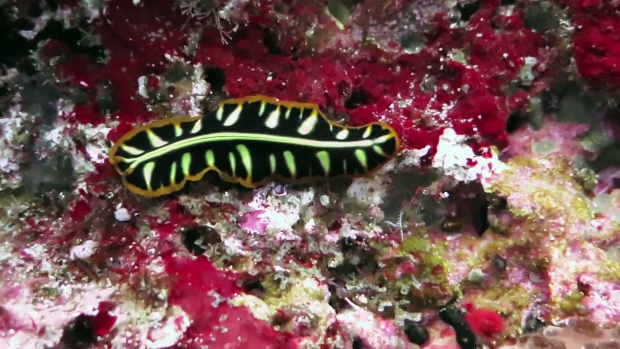 Ambon to Alor - Indonesien part 2