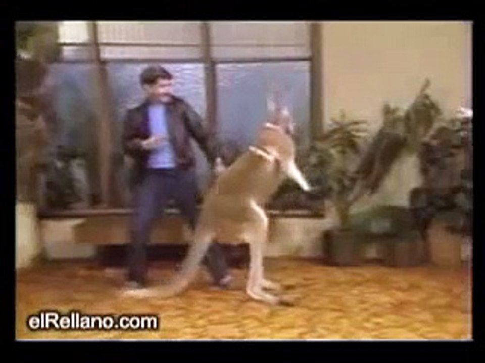Fighting Kangaroo on TV