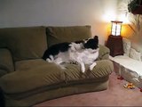 Border Collie/Great Pyrenees and the Green Couch
