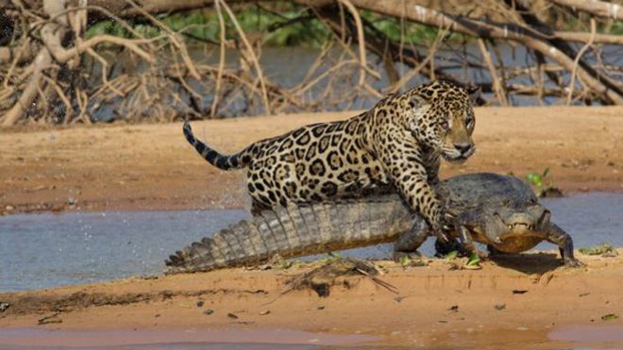 OMG!!! Leopard VS Crocodile