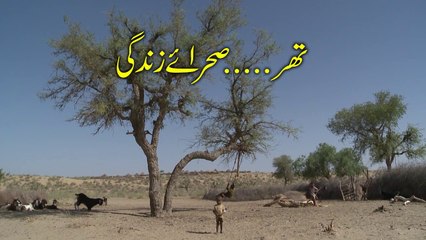 Maymar Trust Foundation - Services at a Glance in Tharparkar Sindh