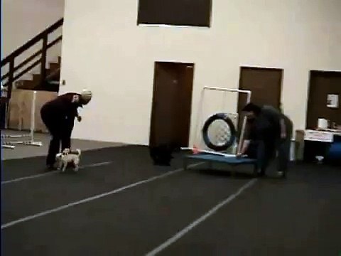 AGILITY CHIHUAHUA