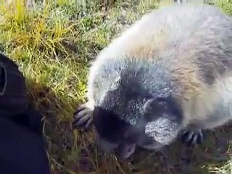 Murmeli in Saas Fee Spielboden .Wallis Schweiz