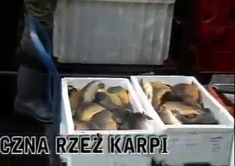 Krótki film o zabijaniu karpia
