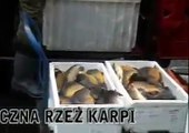 Krótki film o zabijaniu karpia