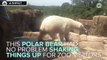 Polar Bear Puts On A Dance Show For Zoo Visitors