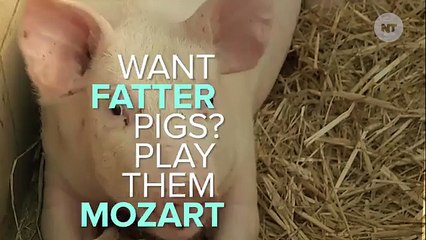 Researchers Finally Know What Music Pigs Prefer