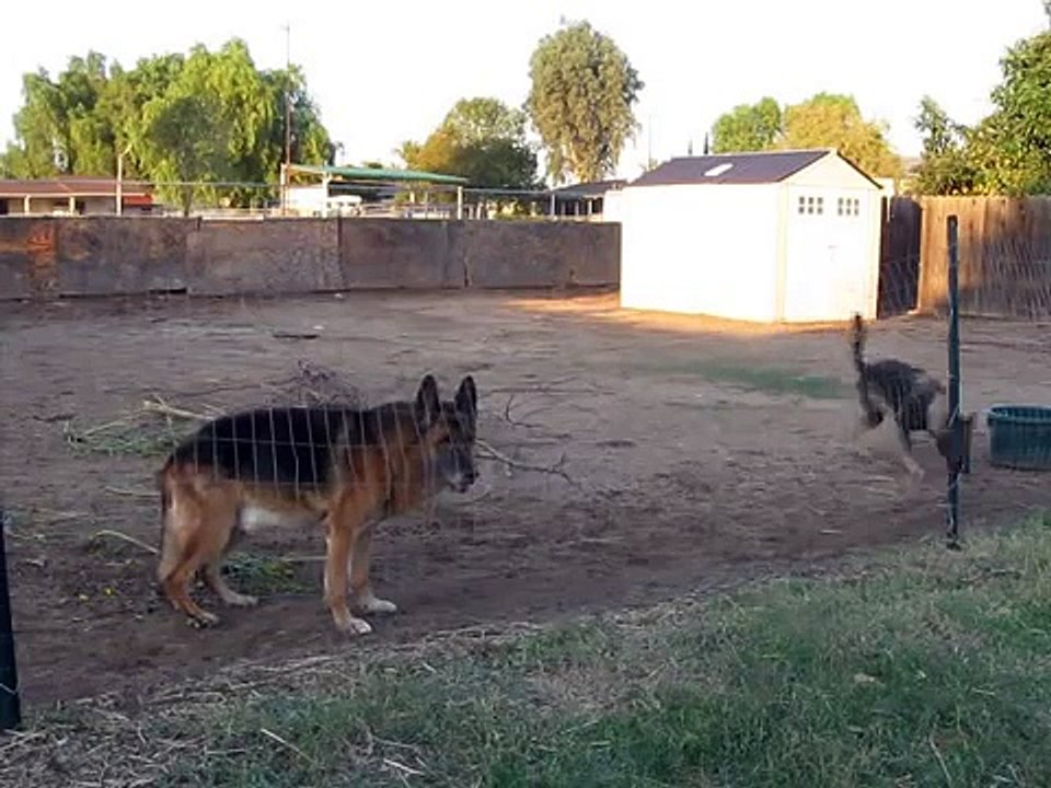 German Shepherd Working Dog Pup-High Jump