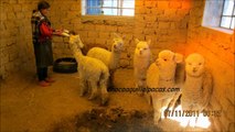 Alpacas - CHOCOAQUILLA ALPACAS - Historia