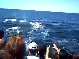 Ballenas Jorobadas 2