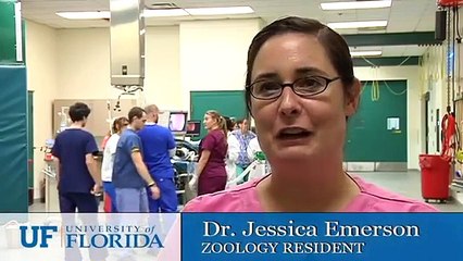 Tiger Receives Medical Attention at the University of Florida