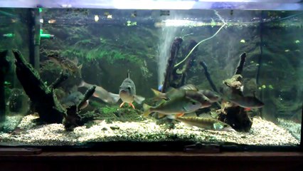 Hecht Zander Barsch im XXl Aquarium Runde II