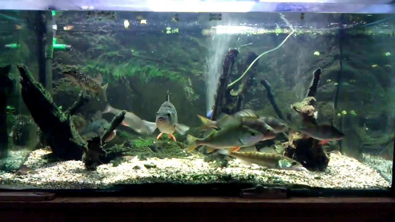 Hecht Zander Barsch im XXl Aquarium Runde II