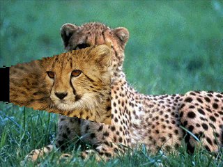 animaux sauvages 09-02-2014