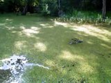 12 foot alligator Munson Louisiana GATOR