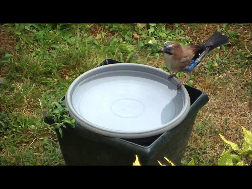 Le geai lutte contre la canicule