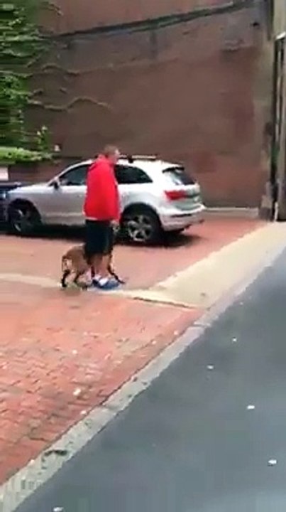 funny trained Dog