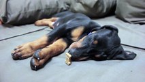 Doberman puppy sleeping cookie test