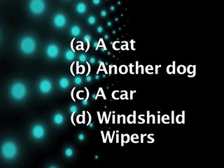 Dogs Gone Crazy - Funny video with dogs barking all over