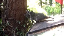 Mother Raccoon teaches her kit how to climb a tree