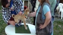 cours chiots du 23 juin 2015