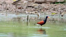 Jaçanã, Jacana jacana, Aves aquática, Bonito, Mato Grosso do sul, Pantanal,