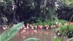 Flamingo Birds In Singapore Zoo And Bird Park- Places To Visit In Singapore