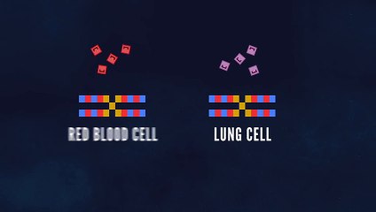 WHAT CAN STEM CELLS DO