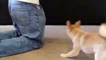 More Shiba Inu puppy tricks!