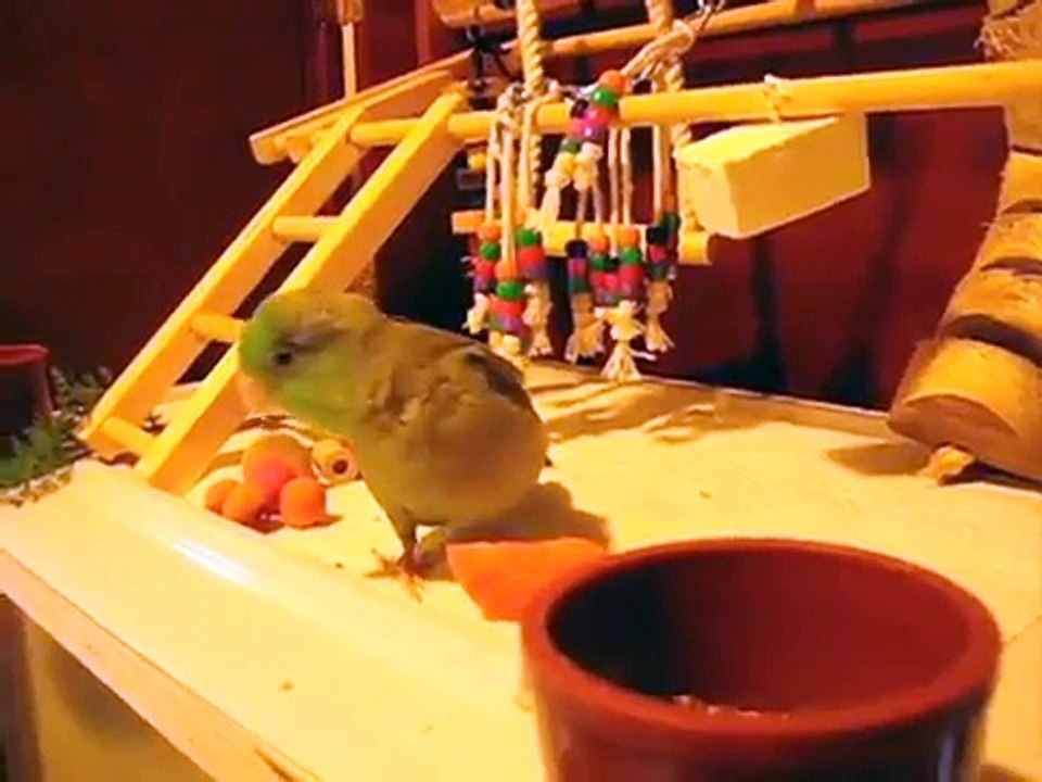 Bean's Christmas Present