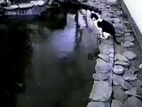 Cat Trying to get Fish Under Ice