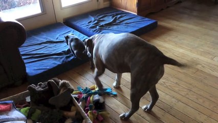 Pitbull teaches an American Bully Puppy Respect in the Pack