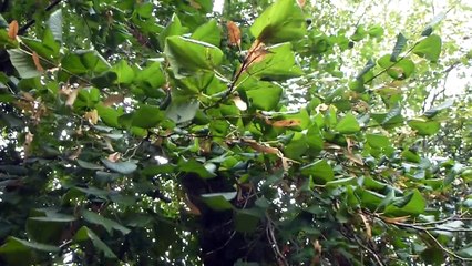 Tilia - Lime tree - Seeds  -  Skógartré -  Garðtré
