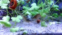 Two amano shrimps fighting over some food