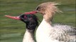 BTO Bird ID  - Goosander and Red-breasted Merganser