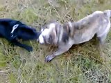 staffordshire bull terrier VS English Bulldog