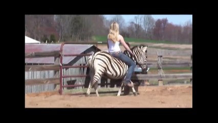 Zebra Being Ridden For The First Time!