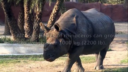 10 Amazing Facts about Rhinoceros in 60 Seconds