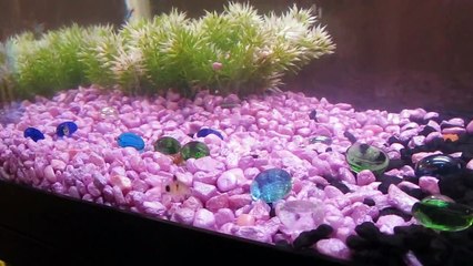 Cute little baby panda corydora catfish.