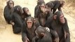 Schimpansen Tiere Animals Natur SelMcKenzie Selzer-McKenzie