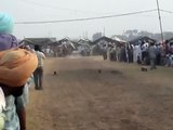 tent pegging by marwari horses