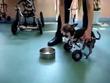 Two-legged Chihuahua shows off in an Eddie's Wheels front wheel dog wheelchair