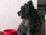 Luum Balicheo Baños y corte de pelo para perros