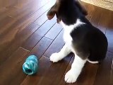 Kaiser The Beagle - Beagle Puppy Playing With His Kong